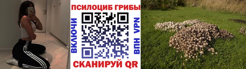 Псилоцибиновые грибы мицелий  наркота  Бахчисарай 
